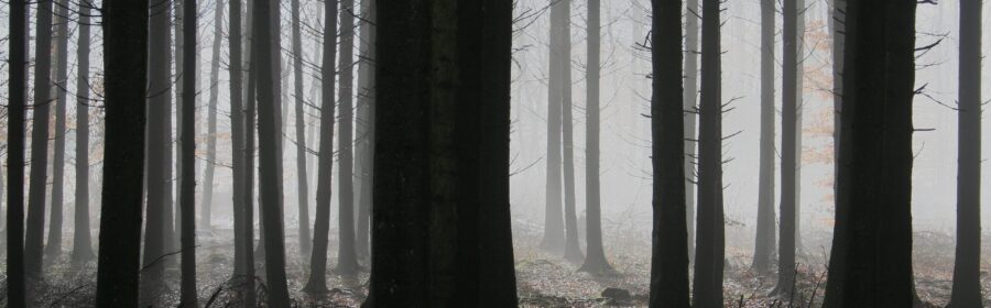 https://room2growcounseling.com/wp-content/uploads/2020/12/forest-1529055-scaled-900x280.jpg